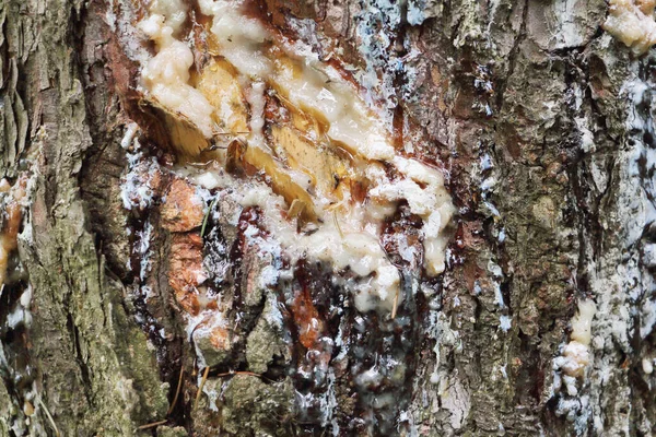 スプルースの木の樹皮に樹脂 天然の背景 — ストック写真