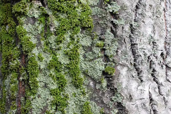 トウヒの樹皮は地衣類 自然の背景で覆われています — ストック写真