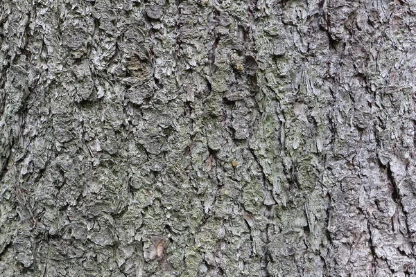 トウヒの樹皮 自然の背景 — ストック写真