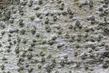 Aspen ağacı kabuğu, doğal arka plan.