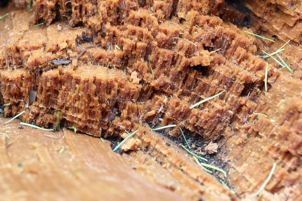 古い腐ったトウヒの木 自然の背景 — ストック写真