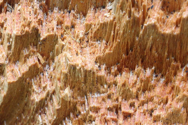 古い腐ったトウヒの木 自然の背景 — ストック写真