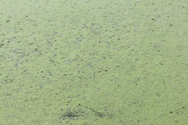 Duckweed Στην Επιφάνεια Του Ποταμού Φυσικό Υπόβαθρο — Φωτογραφία Αρχείου