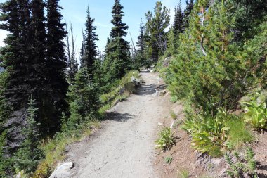 Sonbaharda parktaki Sunrise Trail Mount Rainier, Washington, ABD