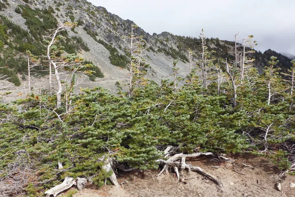 Szlak Wschodu Słońca Parku Mount Rainier Jesienią Waszyngton Usa — Zdjęcie stockowe