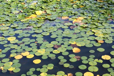 Göldeki yosunlar, City Park Seattle 'daki Green Gölü, Washington, ABD