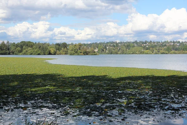 Lake Green Şehir Parkı Seattle, Washington, ABD