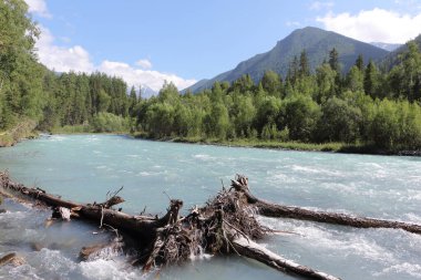 Altai Dağları arasında akan Kucherla Nehri, Rusya
