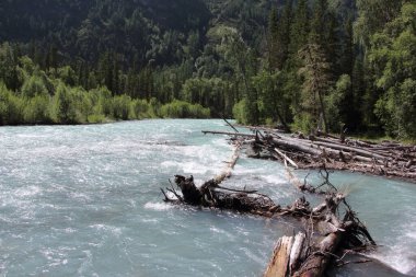 Altai Dağları arasında akan Kucherla Nehri, Rusya