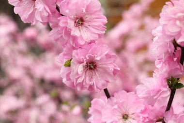 Bahar bahçesinde pembe çiçekli badem, Altai, Rusya