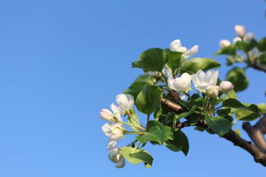 Mavi gökyüzünün arka planında çiçek açan elma ağacı
