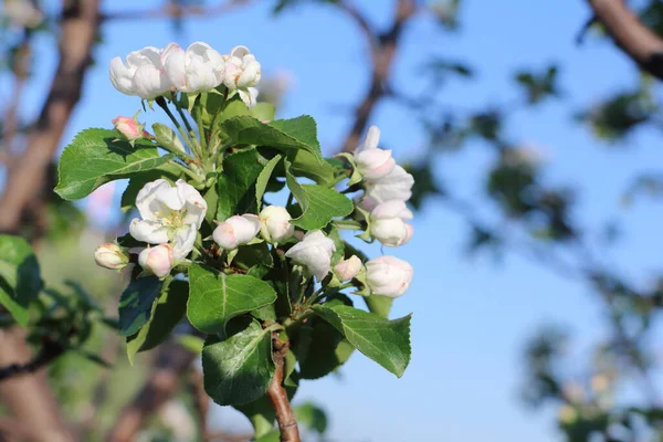 Appelboom Bloeit Voorjaarstuin — Stockfoto