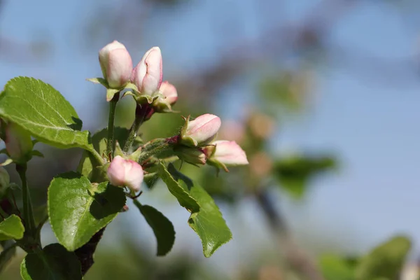 Bloeiende Appelboom Een Achtergrond Van Blauwe Lucht — Stockfoto
