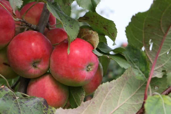 Pommes Rouges Mûres Ranet Sur Une Branche Dans Jardin — Photo