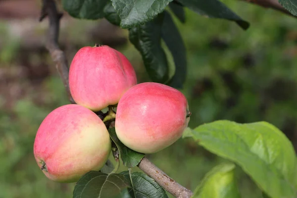 Ripe Red Apples Ranet Branch Garden — Stock Photo, Image
