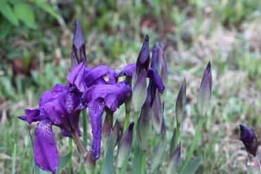 Yaz bahçesinde mor göz.