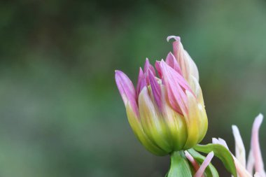 Yeşil çimenlerin üzerinde pembe yıldız çiçeği tomurcuğu