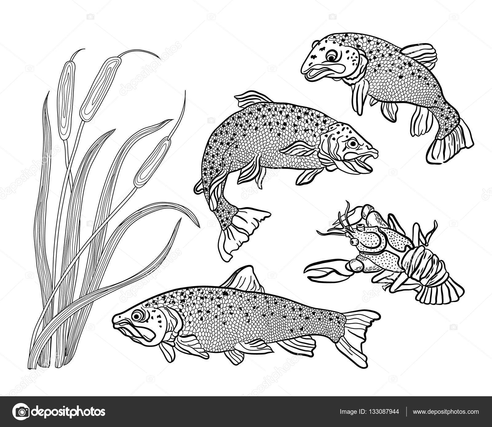 Disegni da colorare per adulti Set pesce trota cancro e canne — Vettoriali di vitasunny