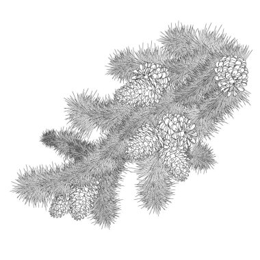 Beyaz arka plan üzerinde koniler ile elle çizilmiş Noel çam dalları