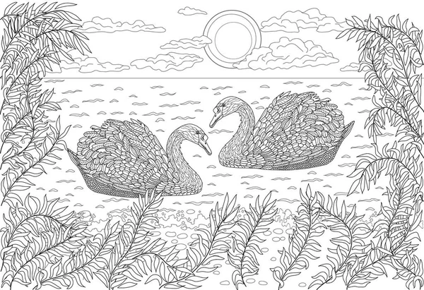 Dos cisnes nadando en un estanque. Página para colorear para adultos — Vector de stock