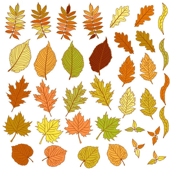하얀 배경에 따로 떨어져 있는 가을 나뭇잎 세트 — 스톡 벡터