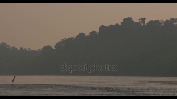 Амазонський дощовий ліс при сходом сонця — стокове відео
