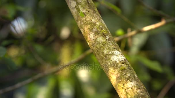 Hormigas cortadoras de hojas — Vídeo de stock