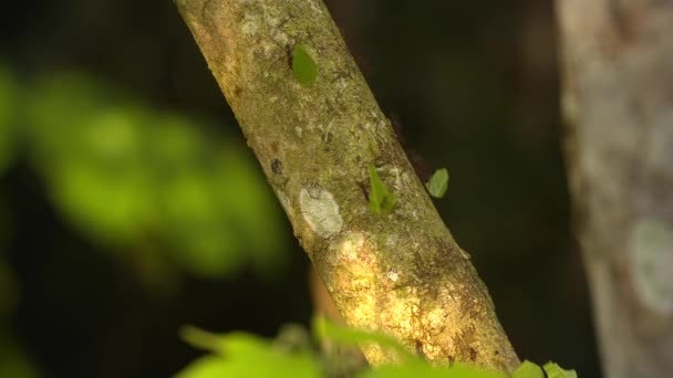 Leaf-skärare myror — Stockvideo