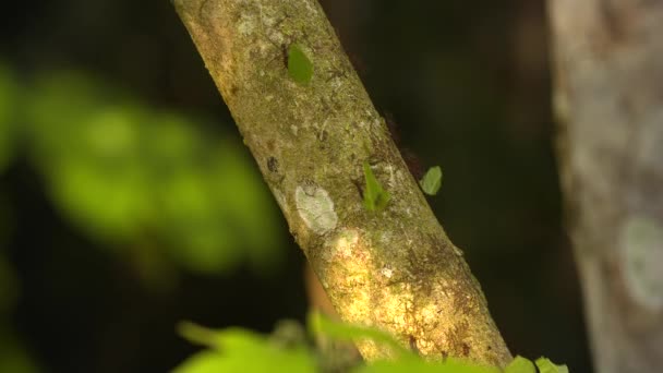 Leaf-Cutter Ants — Stock Video