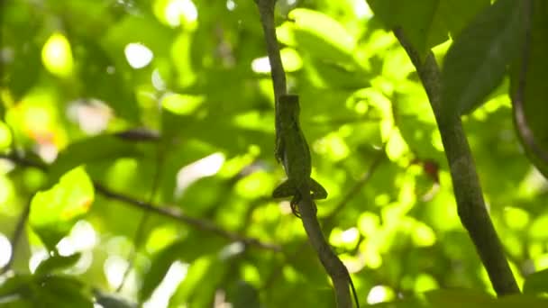 Papuga - szkarłat Ara - siedzi na drzewie — Wideo stockowe