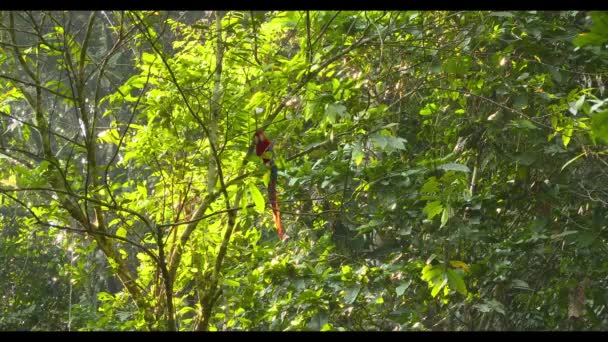 Papegoja - Scarlet Macaw - sitter i ett träd — Stockvideo