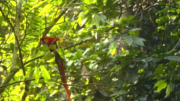 Loro - Guacamayo escarlata - sentado en un árbol — Vídeo de stock