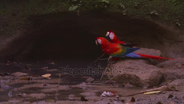 Guacamayo escarlata en una lamida de arcilla - Amazonas — Vídeos de Stock