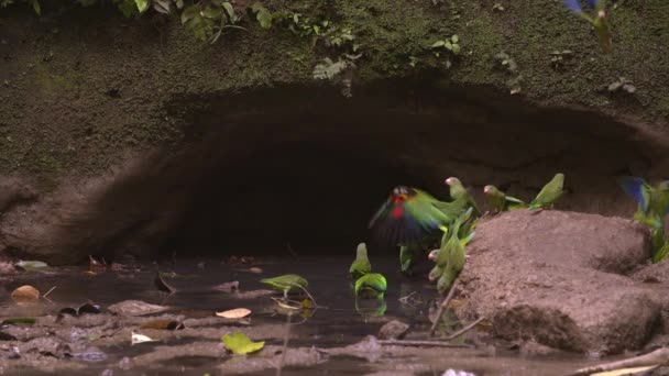 Cobalt-winged parakeets - 60p - 4K dalam versi asli — Stok Video