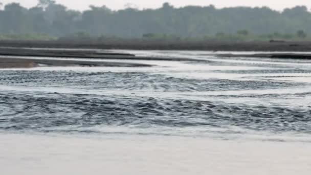 Bir Kumsal Kıyı Bölgesinde Nehri Amazon Nehri Amazon Akıyor — Stok video