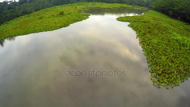 Floresta Amazônica - Lago - Pântano — Vídeo de Stock