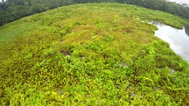 Amazonka deštný prales - jezero - bažina — Stock video