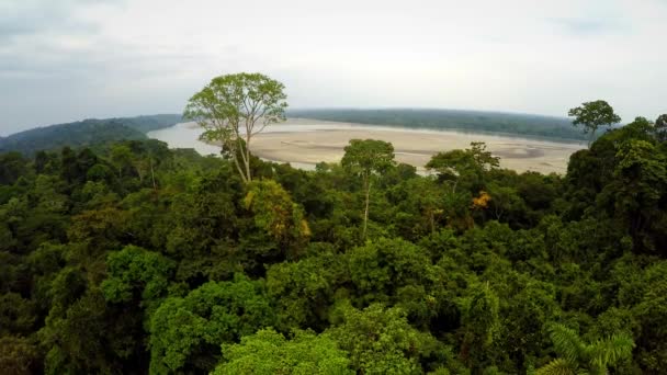 아마존 우림-흐린 하늘 — 비디오