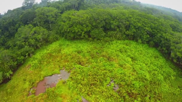 Amazzonia foresta pluviale - Lago - Palude — Video Stock