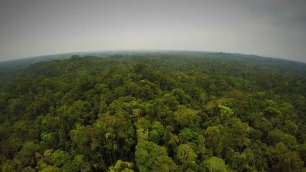 Foresta pluviale amazzonica - cielo nuvoloso — Video Stock