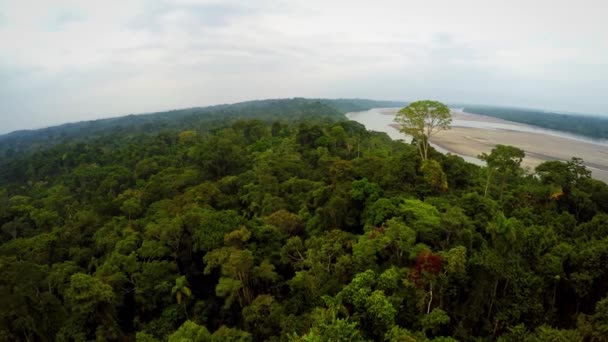 Amazonas regnskog - mulen himmel — Stockvideo