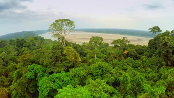 Selva Amazónica - cielo nublado — Vídeos de Stock