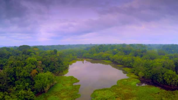 Amazonský prales - zamračená obloha — Stock video