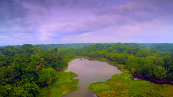 Amazoneregenwoud - bewolkte hemel — Stockvideo