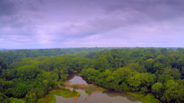 Amazon yağmur ormanları - bulutlu gökyüzü — Stok video