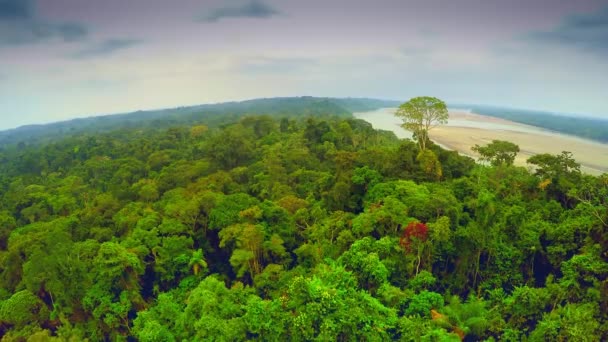 Selva Amazónica - cielo nublado — Vídeo de stock