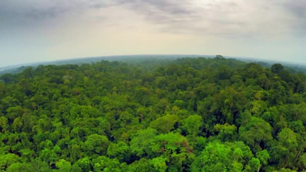 Foresta pluviale amazzonica - cielo nuvoloso — Video Stock