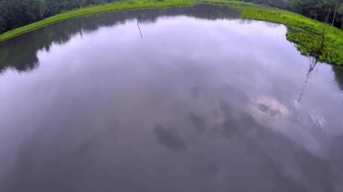 Amazon Rainforest - Lake - bataklık