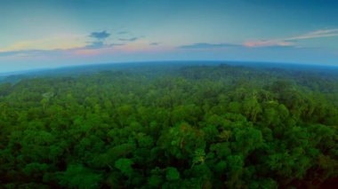 Amazon Rainforest şafak