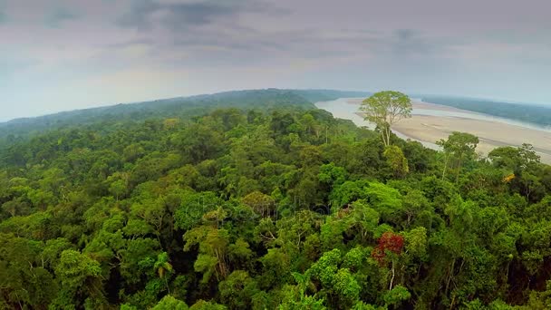 Floresta Amazônica - céu nublado — Vídeo de Stock